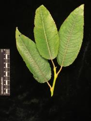 Salix cardiophylla. Upper side of leaves.
 Image: D. Glenny © Landcare Research 2020 CC BY 4.0